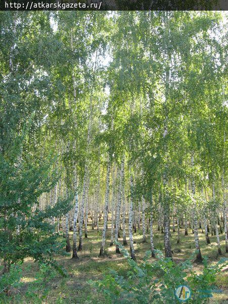 Легендарные «Березки» украсят соснами и ясенями