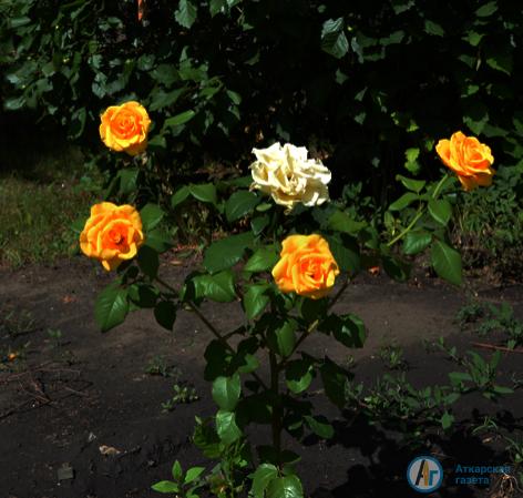 Летние краски городского парка. Фоторепортаж