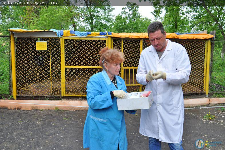 Лиса Лиза совершила молчаливый подвиг в аткарском зоопарке (ФОТО)