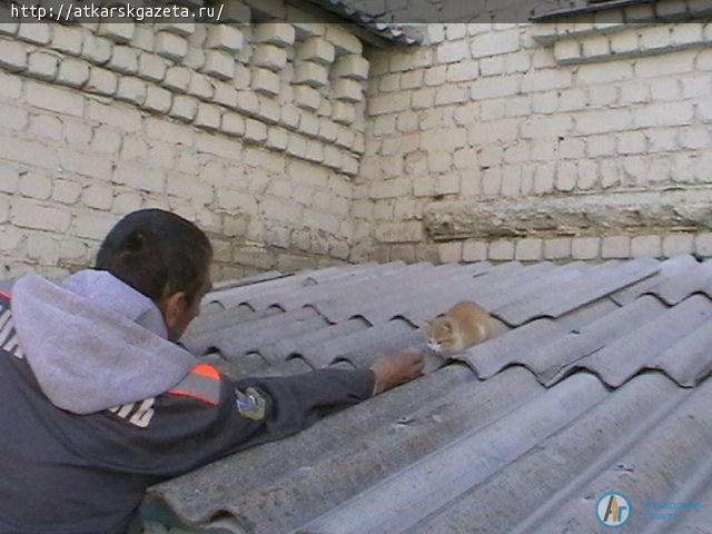 Маленького котенка бездушные люди забросили на козырек подъезда