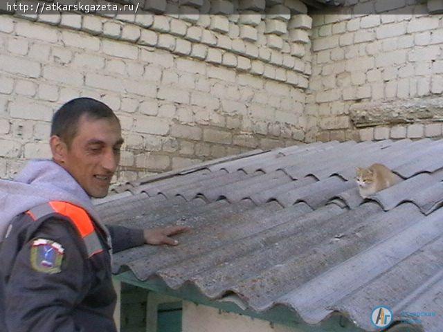 Маленького котенка бездушные люди забросили на козырек подъезда