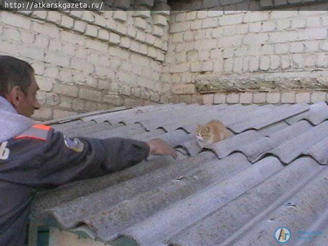 Маленького котенка бездушные люди забросили на козырек подъезда