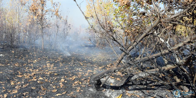 Масштабный пожар под Новой Ивановкой тушат 50 человек 