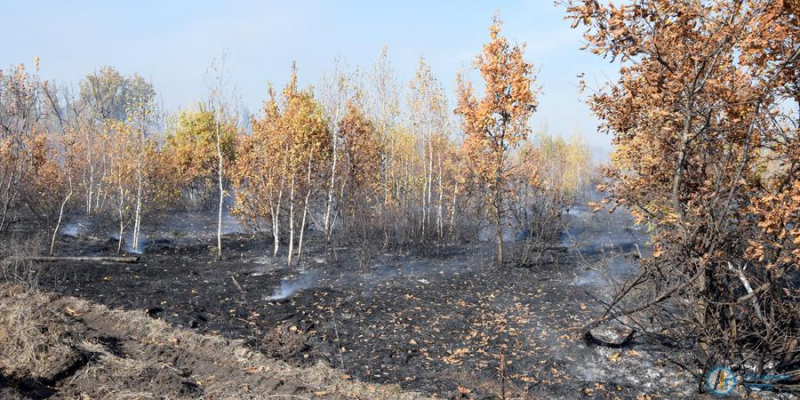 Масштабный пожар под Новой Ивановкой тушат 50 человек 