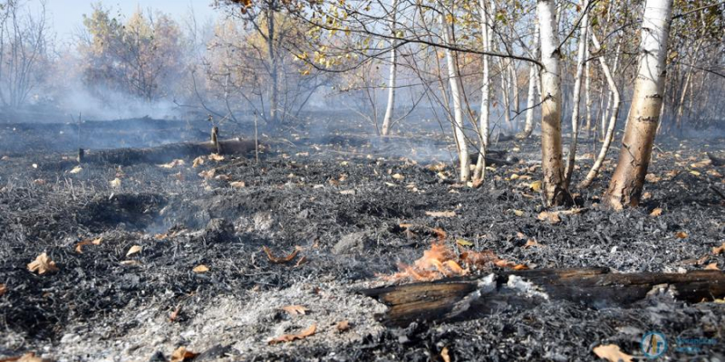 Масштабный пожар под Новой Ивановкой тушат 50 человек 