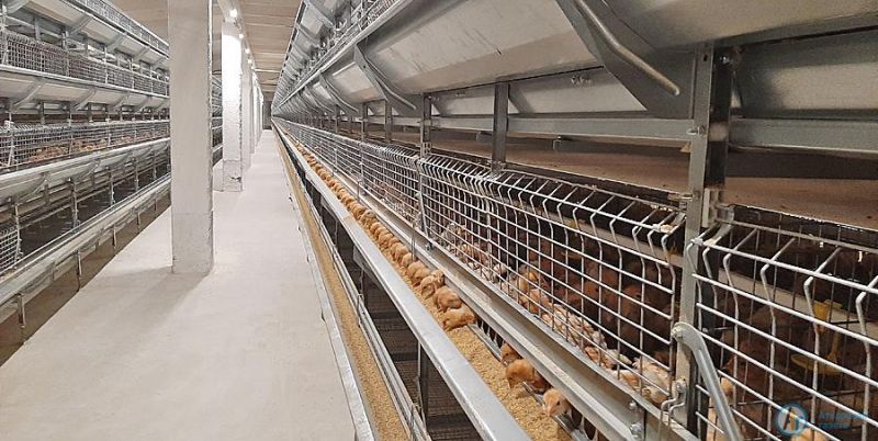 На Аткарской птицефабрике запустили автоматизированный цех