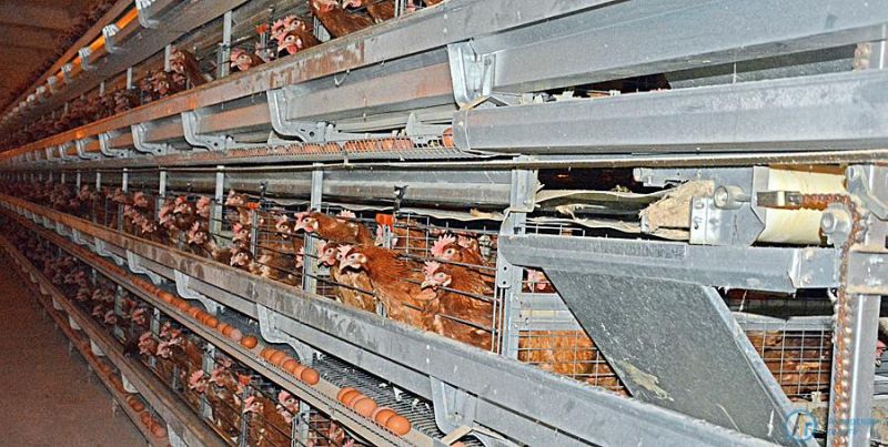 На Аткарской птицефабрике запустили автоматизированный цех