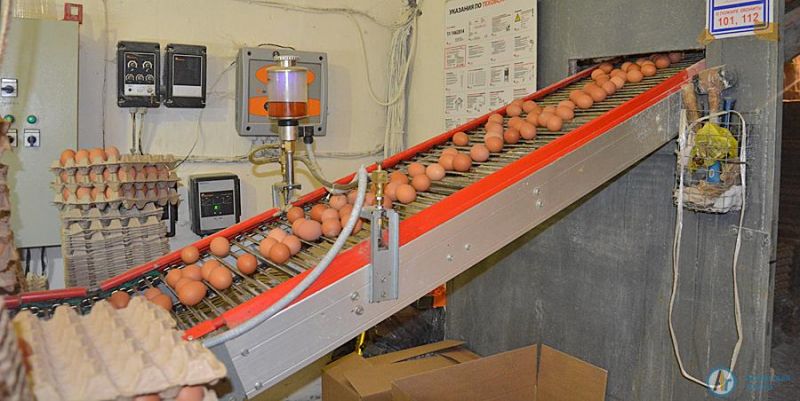 На Аткарской птицефабрике запустили автоматизированный цех