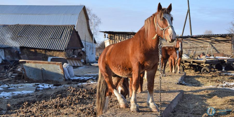 Николаевский фермер намерен обеспечить Аткарск молоком 