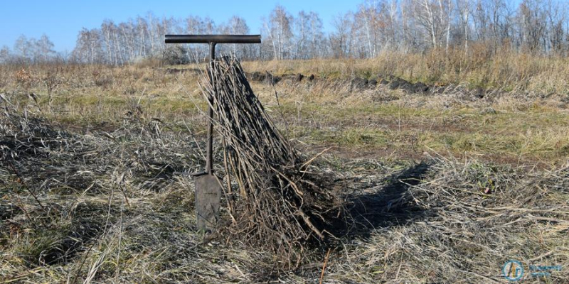 Под Кочетовкой заложили дубово-ясеневый лес 