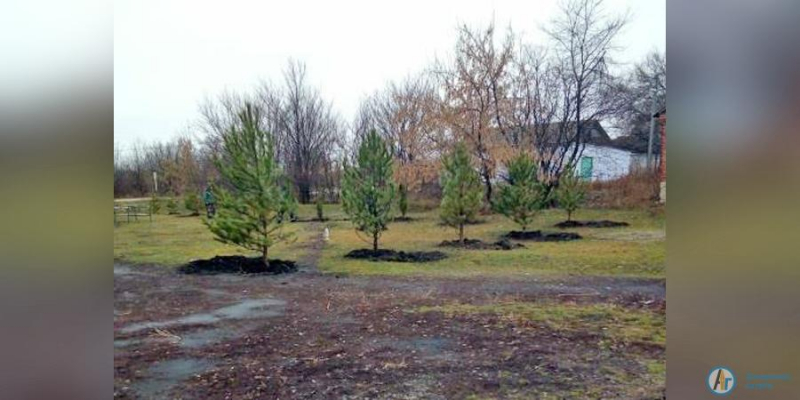 Радхан Юсибов подарил Марфинской школе 26 хвойных деревьев