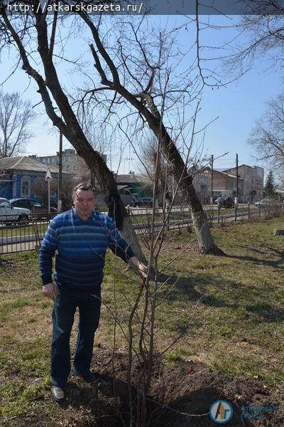Сегодня глава района сажал в городском парке рябиновые деревья (ФОТО)