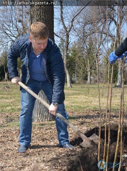 Сегодня глава района сажал в городском парке рябиновые деревья (ФОТО)
