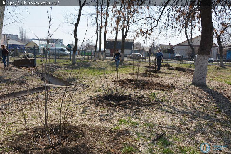 Сегодня глава района сажал в городском парке рябиновые деревья (ФОТО)