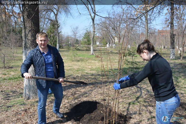 Сегодня глава района сажал в городском парке рябиновые деревья (ФОТО)
