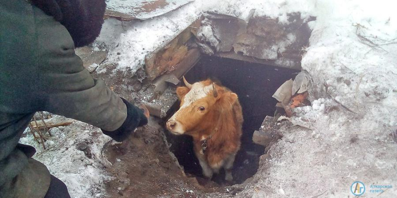 Спасатели освободили провалившуюся в погреб корову