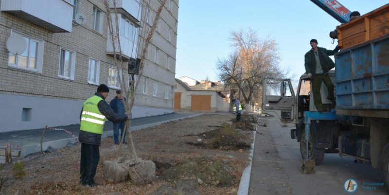 У аткарского ЗАГСа заложили кленовую аллею