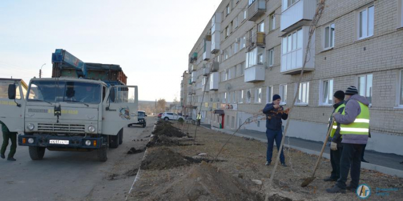 У аткарского ЗАГСа заложили кленовую аллею