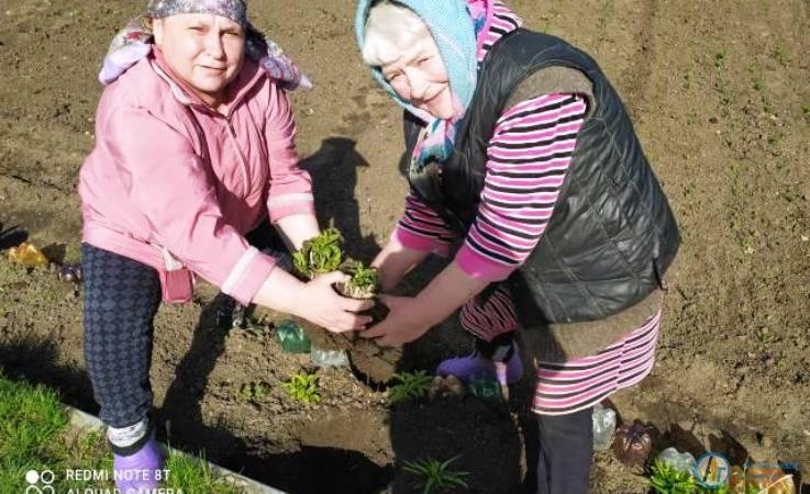 У домов ветеранов в Аткарске посадили цветы и деревья