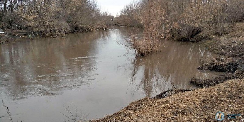 В Аткарске на берегу реки горожанка встретила семью бобров 