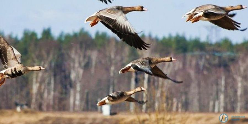 В Аткарске началась весенняя охота на пернатую дичь