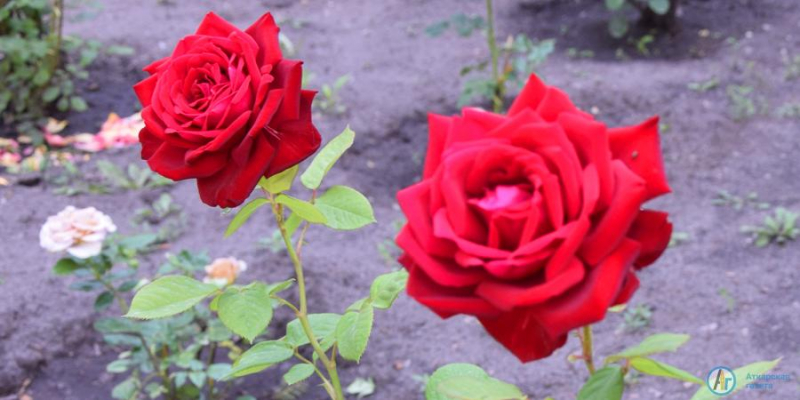 В аткарском парке цветут и благоухают 1000 роз