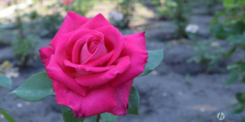 В аткарском парке цветут и благоухают 1000 роз