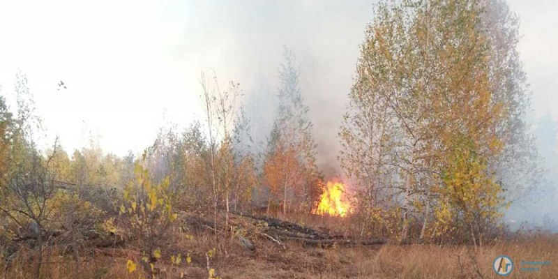 В Аткарском районе потушили крупный лесной пожар