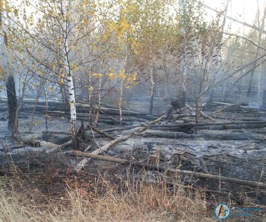 В Аткарском районе потушили крупный лесной пожар