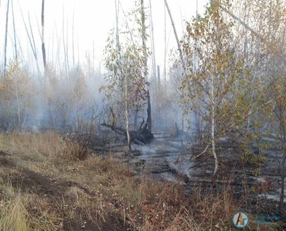 В Аткарском районе потушили крупный лесной пожар