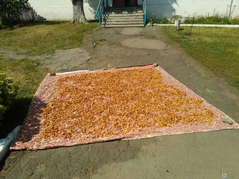 В даниловской школе вырастили небывалый урожай яблок
