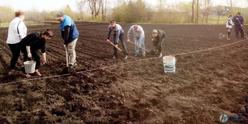 В Елизаветино фруктовый сад удешевляет школьные обеды