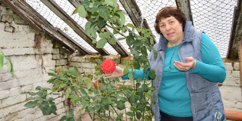 В городском парке зацвели Аткарские розы 