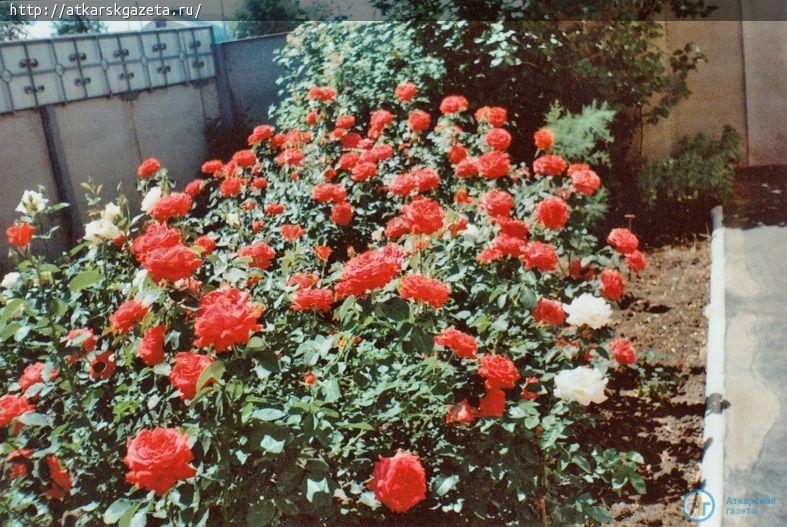 В конкурс «Аткарские розы» вступает Александра ПРИБЫЛЬНОВА