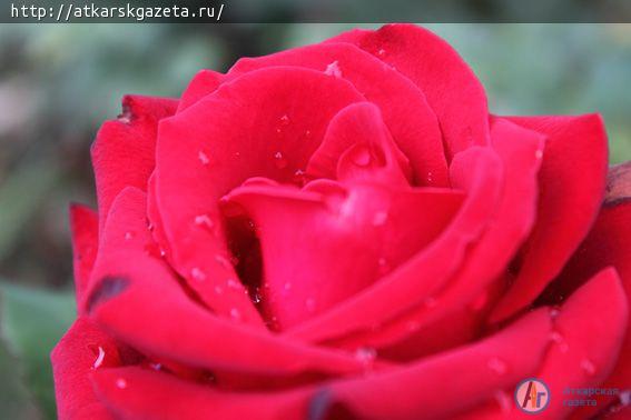 В конкурсе «Аткарские розы» - новый участник (ФОТО)