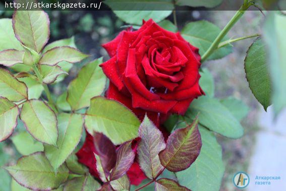 В конкурсе «Аткарские розы» - новый участник (ФОТО)