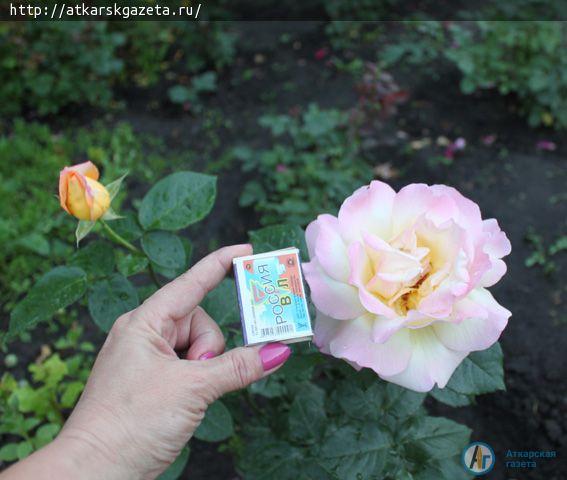 В конкурсе «Аткарские розы» - новый участник (ФОТО)