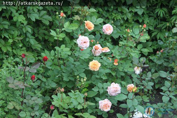 В конкурсе «Аткарские розы» - новый участник (ФОТО)