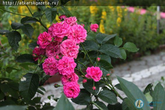 В конкурсе «Аткарские розы» - новый участник (ФОТО)