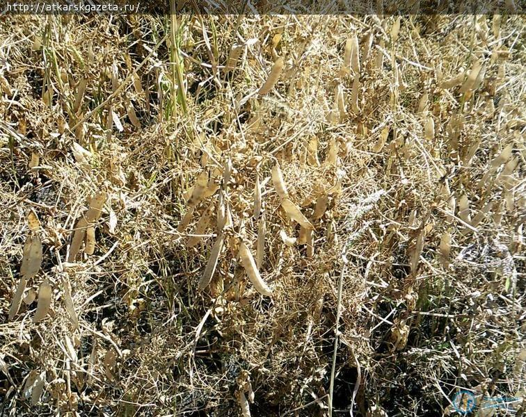 В Песчанке собирают рекордный урожай гороха