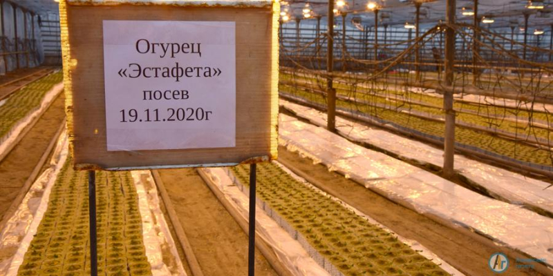 В Петрово растят редис к новогоднему столу аткарчан 