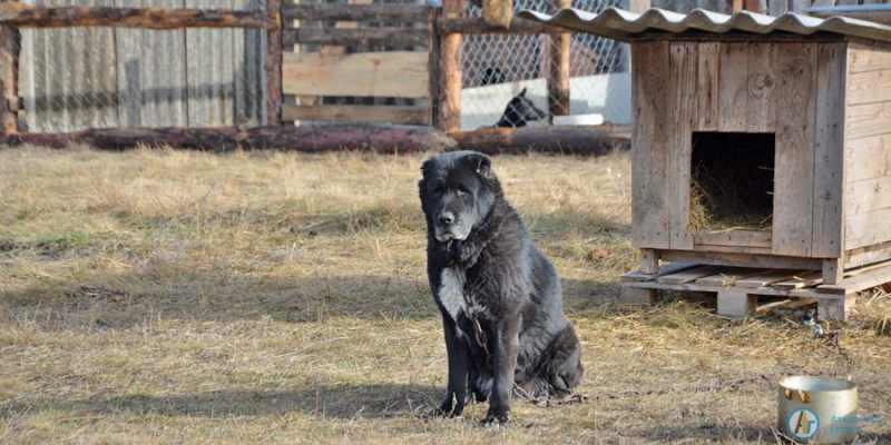 В приюте «Надежда» 15 собак и 9 щенков ждут своих хозяев