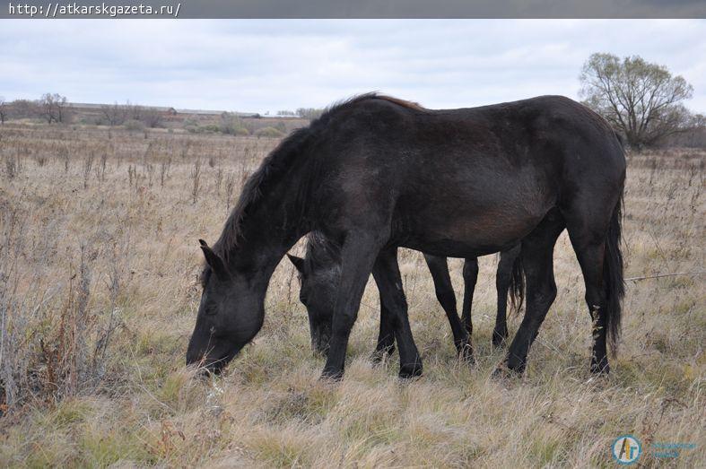В СПК «Озерное» сохранен единственный в районе табун лошадей