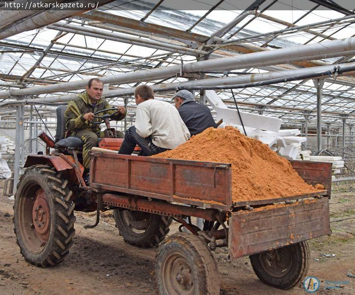 В теплицах села Петрово идет уникальная модернизация