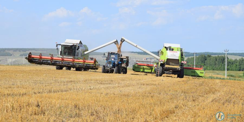 Водителю из Языковки на уборочной помогает собака 