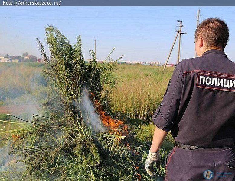 За дикорастущую коноплю накажут собственника земли