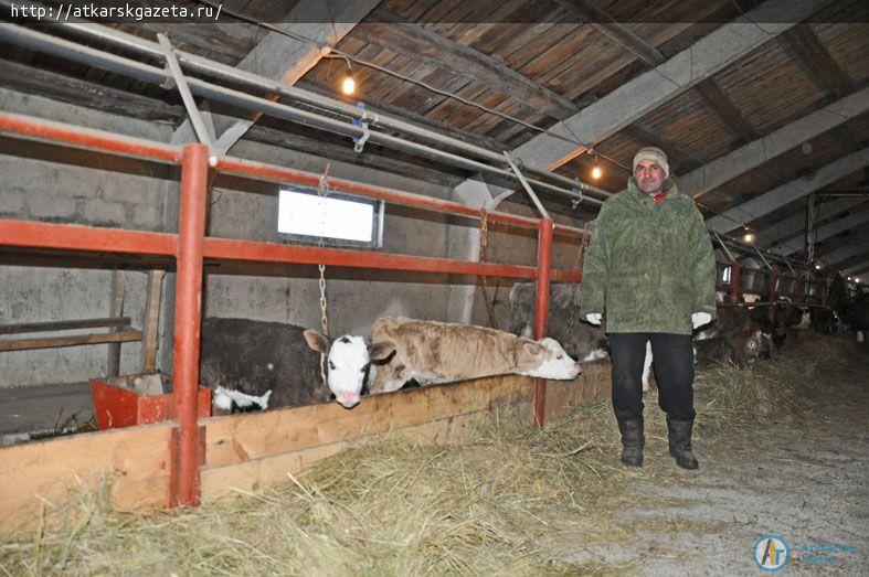 За молоком с частной фермы в Языковке приезжают из Саратова (ФОТО)