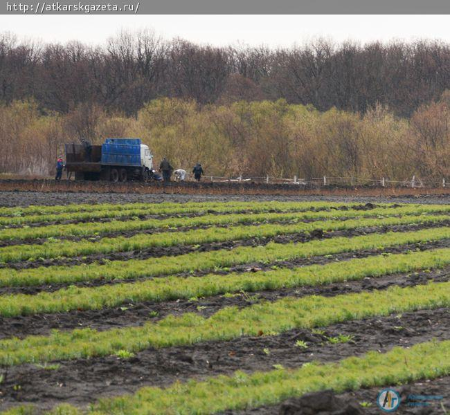 Завершается восстановление лесов после пожаров 2010 года