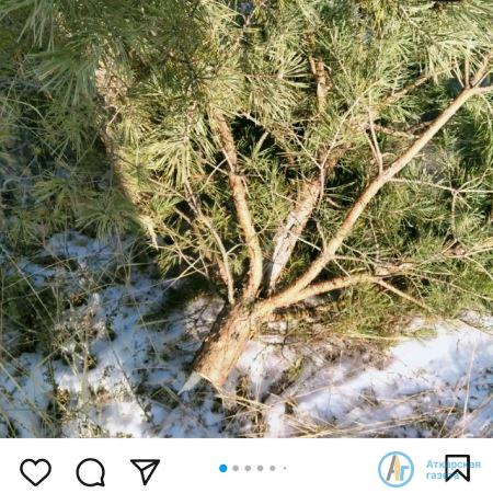 Жители Аткарска в соцсетях осудили действия браконьеров