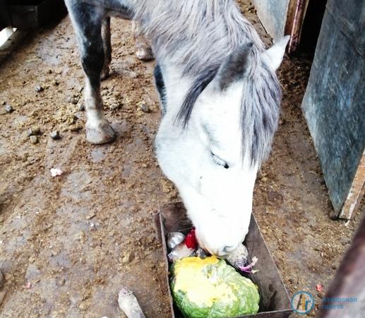 Жители Даниловки накормили зверей в зоопарке